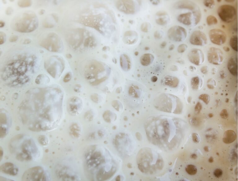 Fermentation